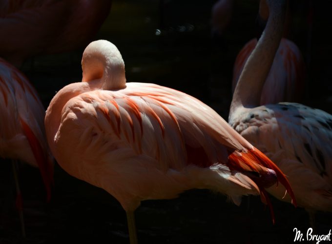 Wallpaper Flamingo, Sun Diego, zoo, bird, red, plumage, tourism, pond, Animals 497065643